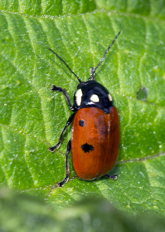 Chrysomelidae: Cryptocephalus da identificare